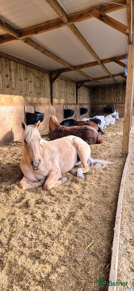  stallplats finnes: Lösdrift i Tullinge - Annons 2