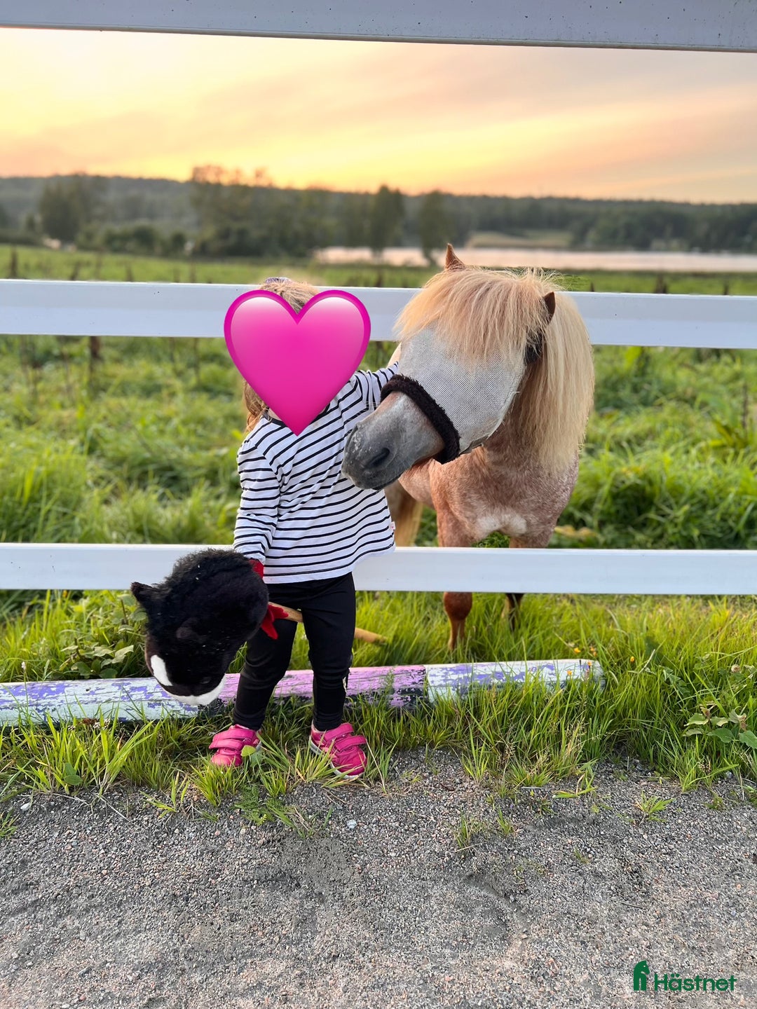 Allround hästar till salu: Rolig minikille i Nygård - Annons 8