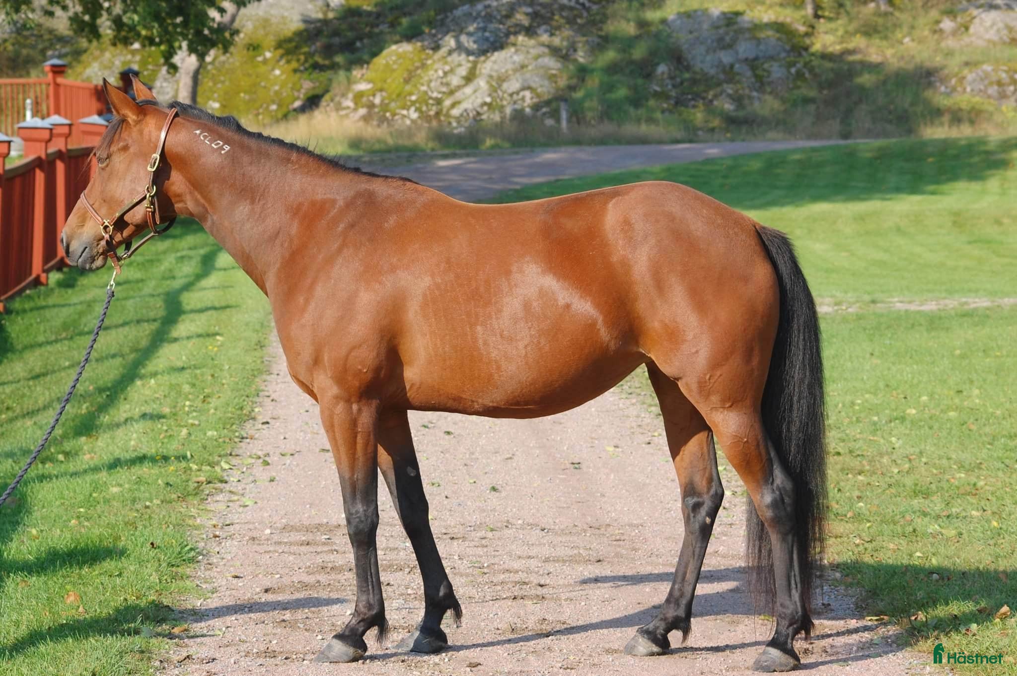  hästar Fölsto säljes i Tystberga - Annons 1