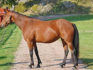 hästar Fölsto säljes i Tystberga - Annons 4