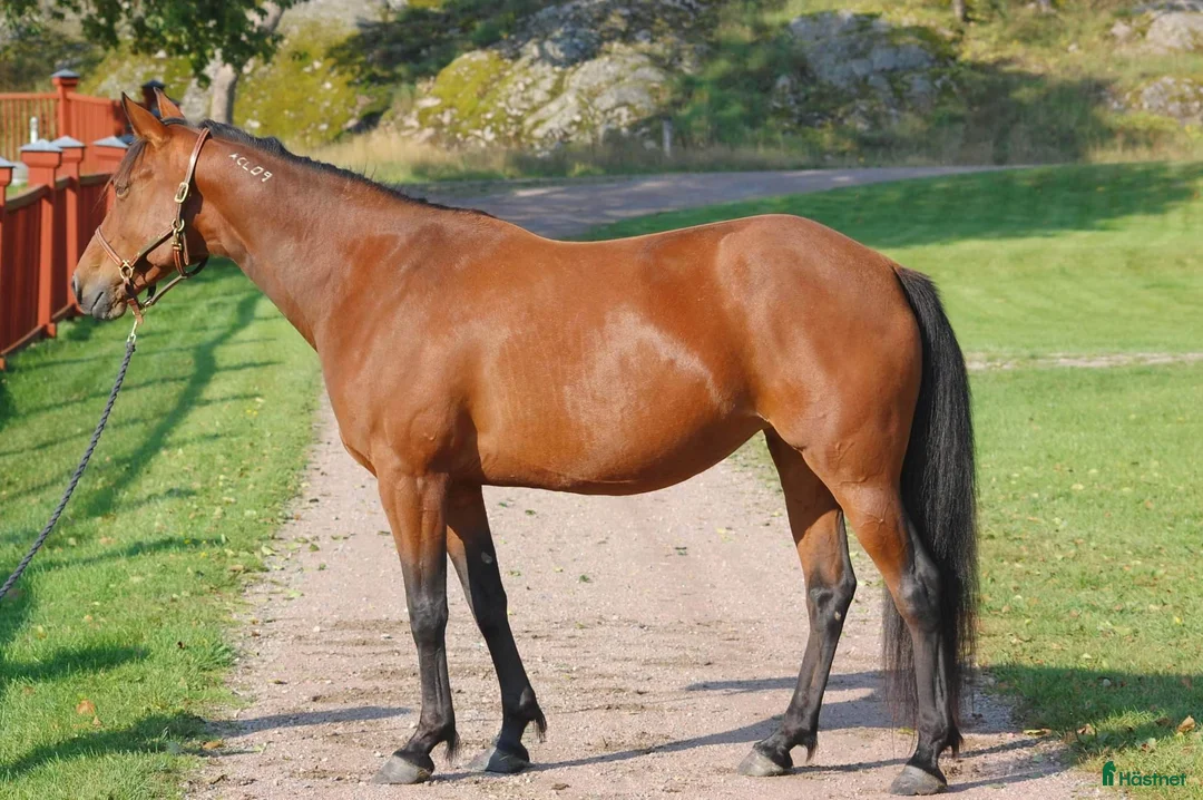 Trav hästar till salu: Fölsto säljes i Tystberga - Annons 1