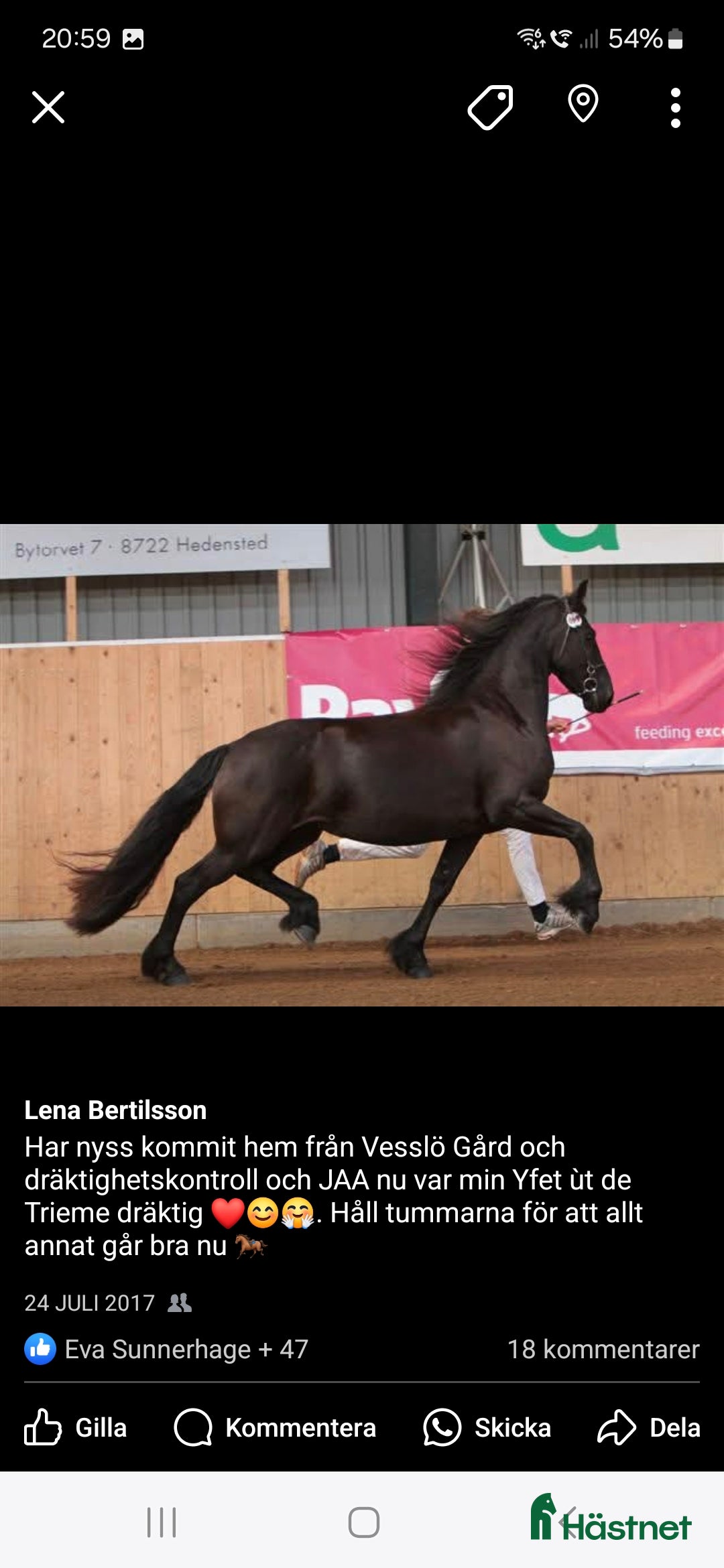 Allround hästar till salu: 2 frieserston i Torsås - Annons 1