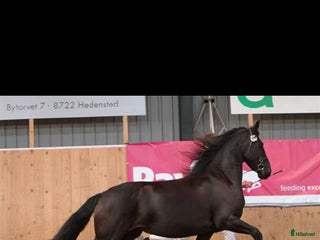 hästar 2 frieserston i Torsås - Annons 10