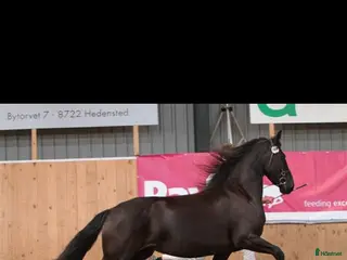 hästar 2 frieserston i Torsås - Annons 9