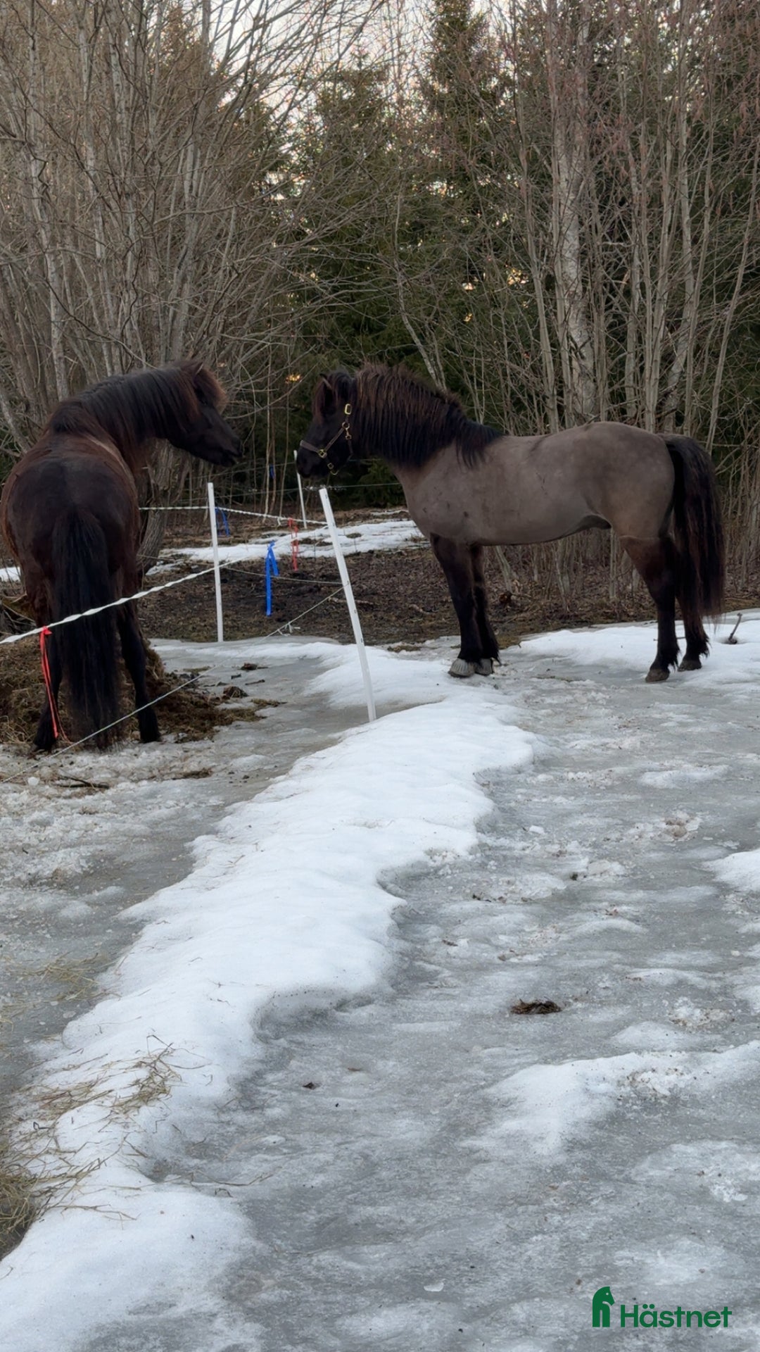 Island hästar till salu: Social känslig kille i Söderala - Bild 4