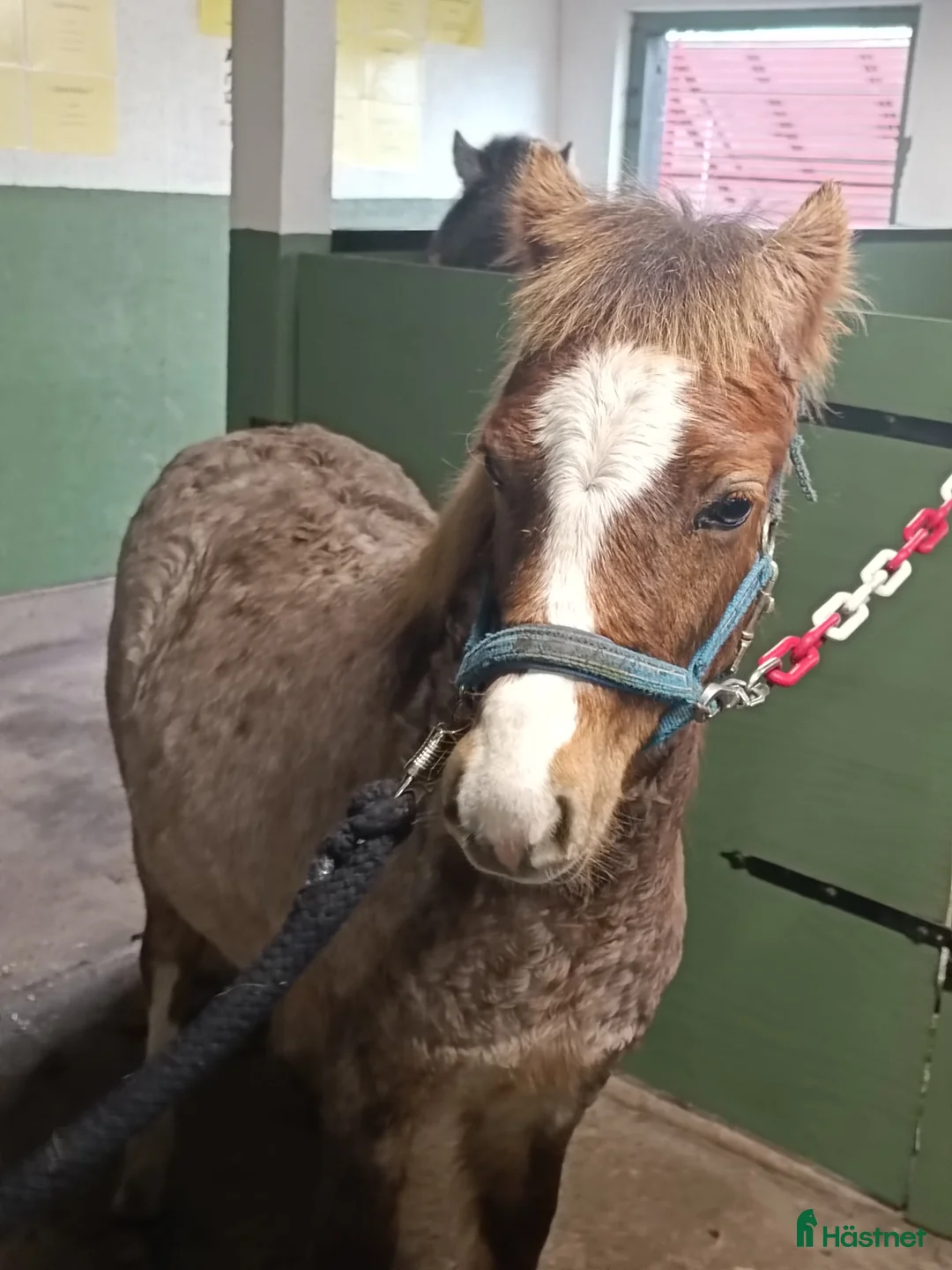 Allround hästar till salu: Welsh mountain hingst  - Annons 4