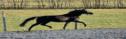 Allround hästar till salu: Trevlig ungponny med potential för framtiden! - Annons 3