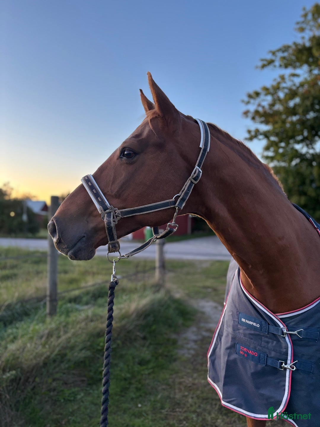 Sällskap hästar till salu: En fantastisk Gentleman ❤️ i Kalmar - Annons 2