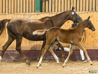 hästar Sveriges högst bedömda hoppföl! i Hörby - Annons 3