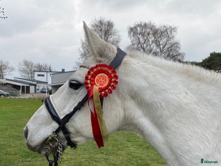 hästar Dressyrponny i Lövestad - Annons 3