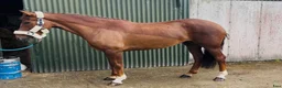 Allround hästar till salu: Lovely allrounder type 160cm - Annons 15