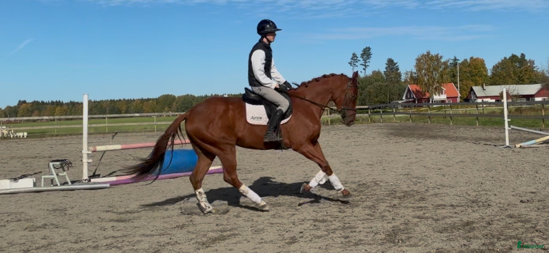  hästar Lovade valack med hög ridbarhet  - Annons 1