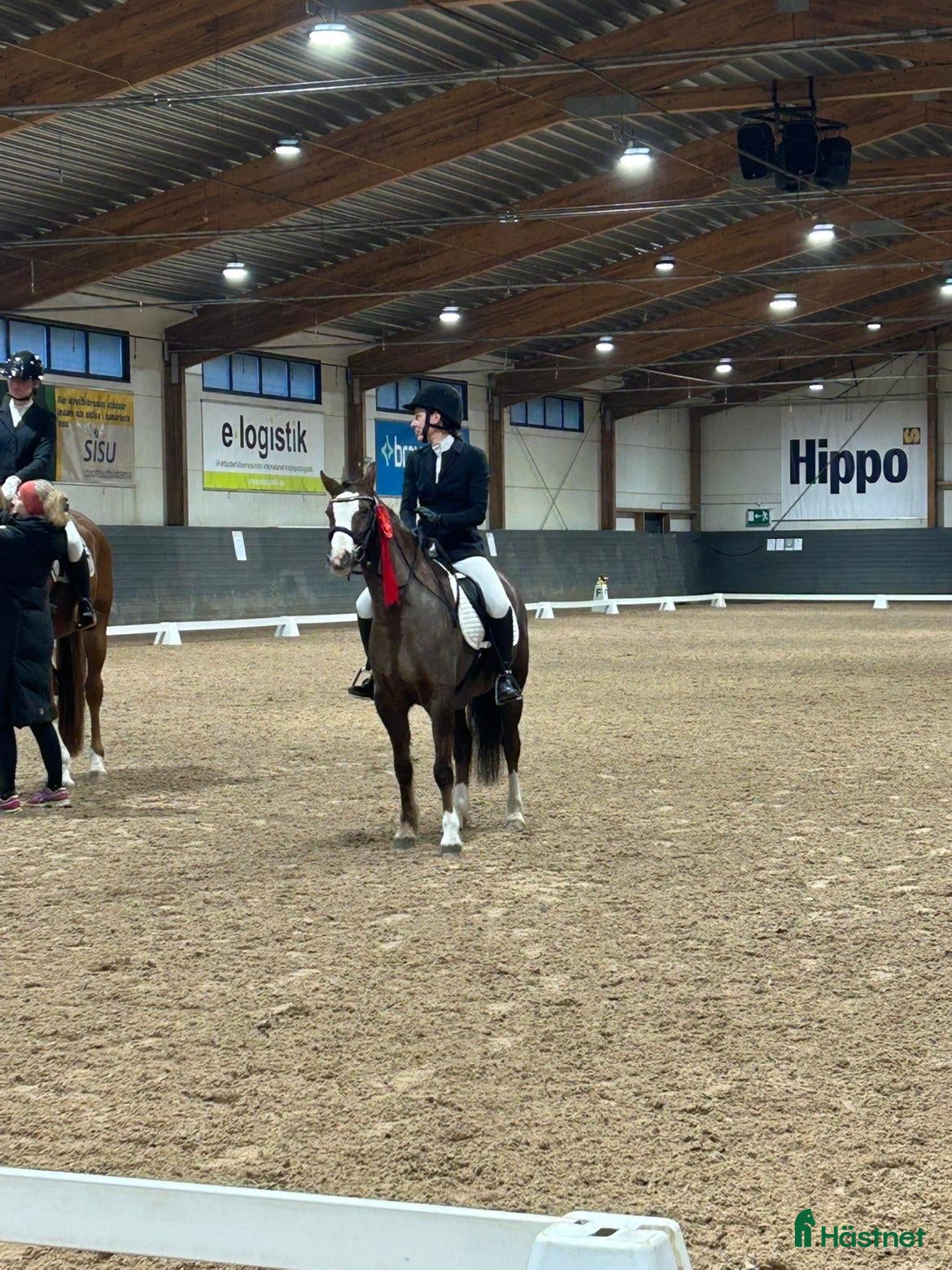 Allround hästar till salu: Ponnysto för framtiden! - Annons 1