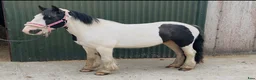 Allround hästar till salu: 125cm gelding, trained to ride and drive! - Annons 10