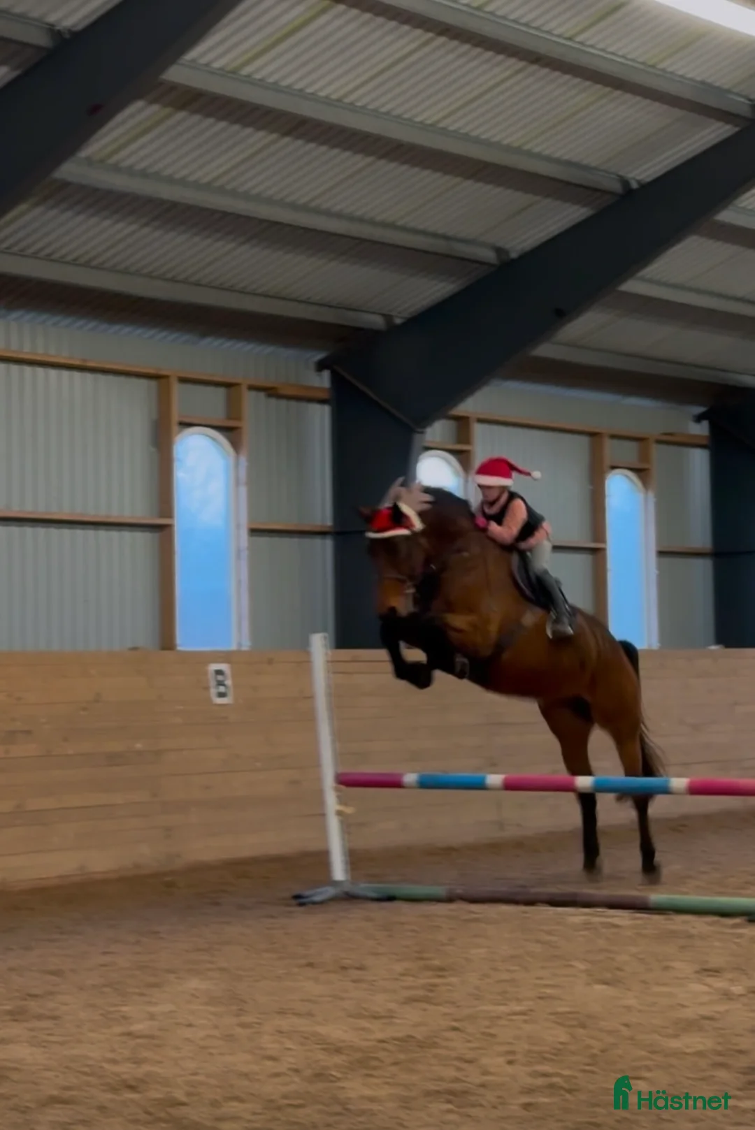 Hoppning hästar till salu: Fantastisk trevlig hoppvalack, ny film igen! - Annons 12
