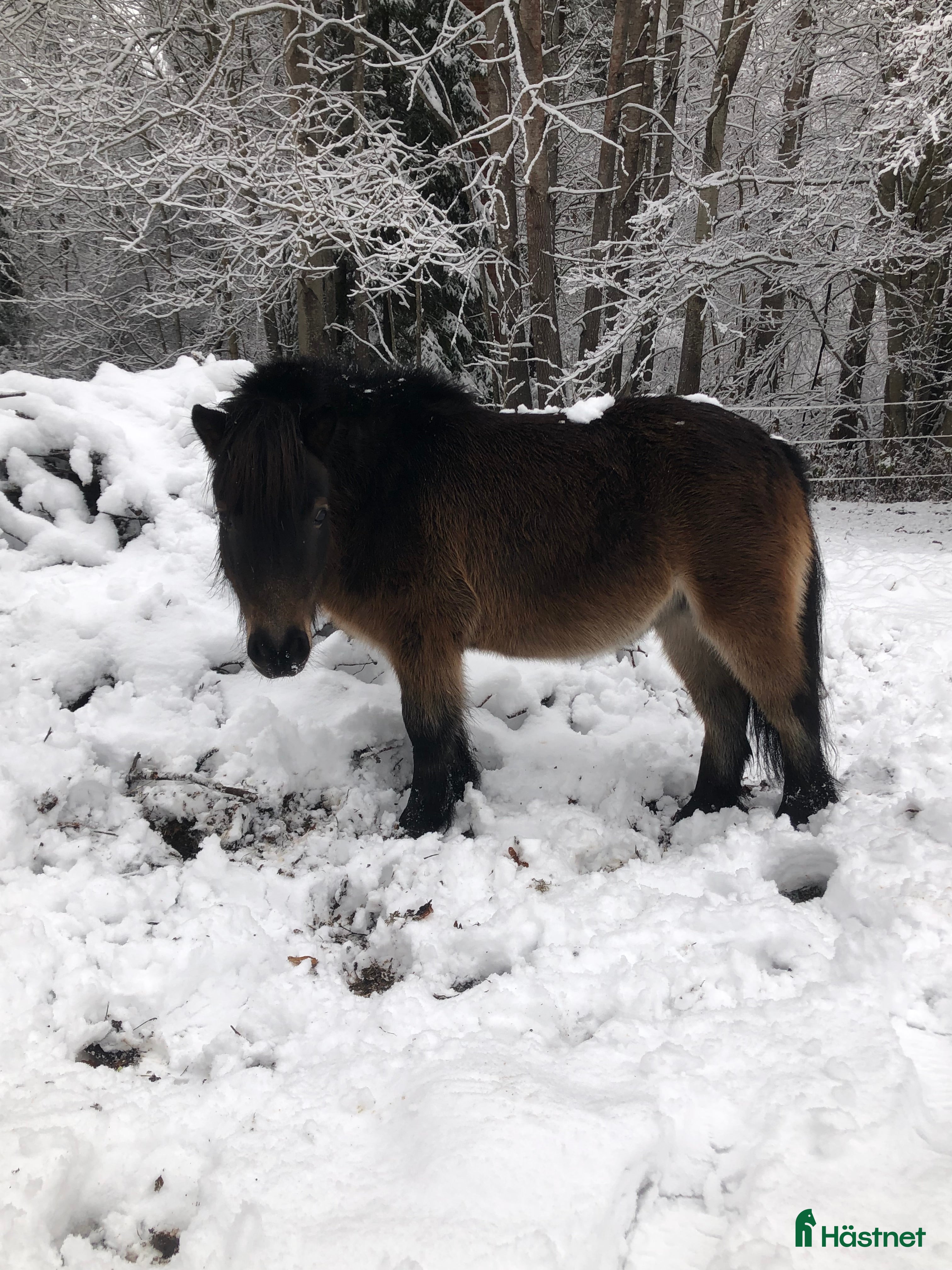 hästar Fina Anna Bella  - Annons 2