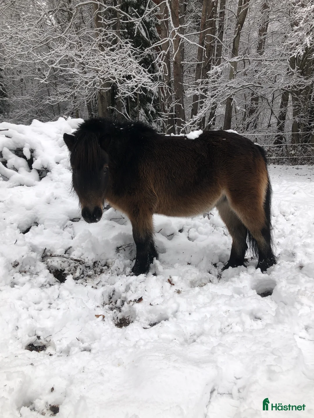 Allround hästar till salu: Fina Anna Bella  - Annons 1