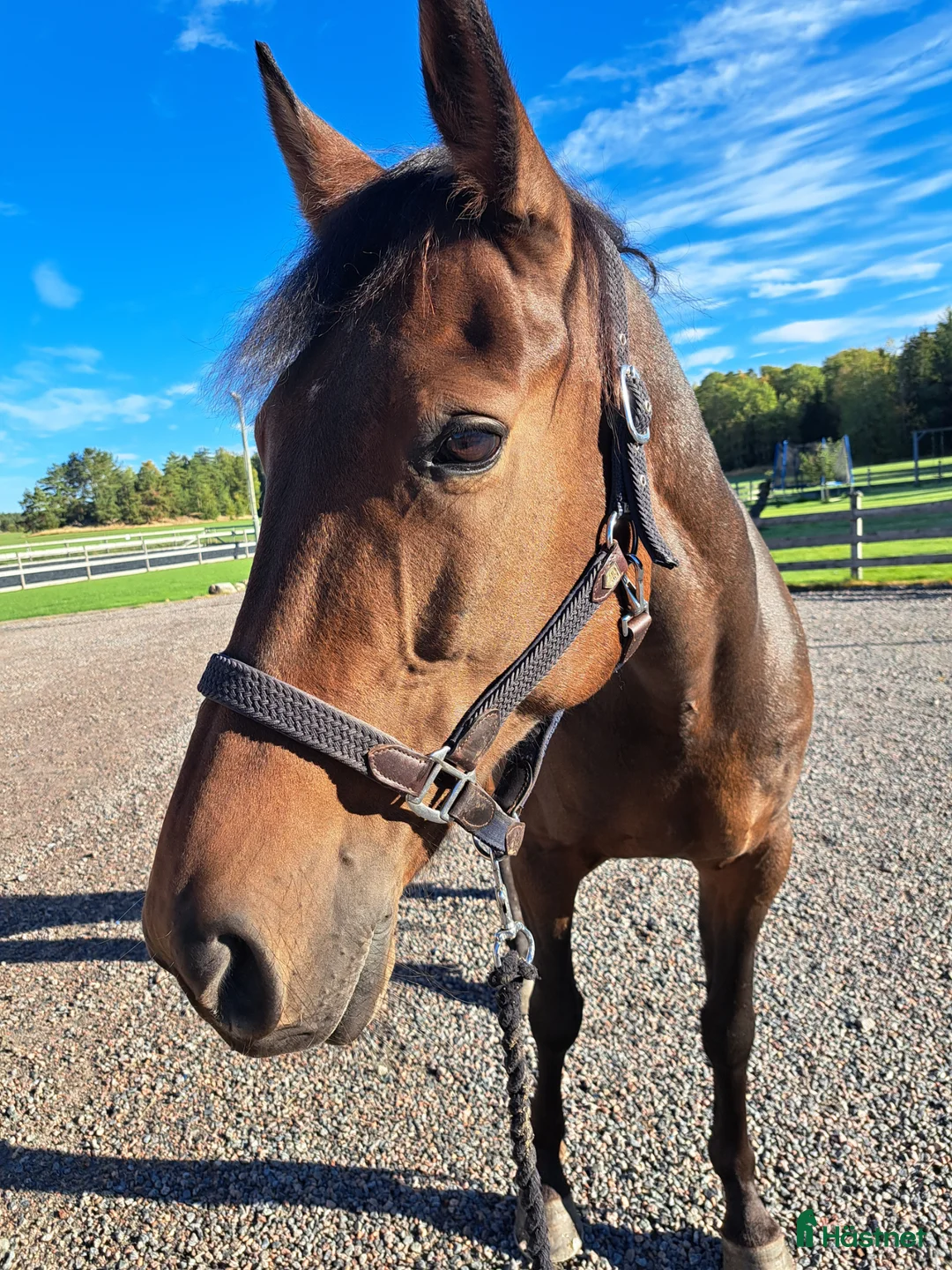 Dressyr hästar till salu: Arbetsmyran söker nytt hem! i Vara - Annons 2