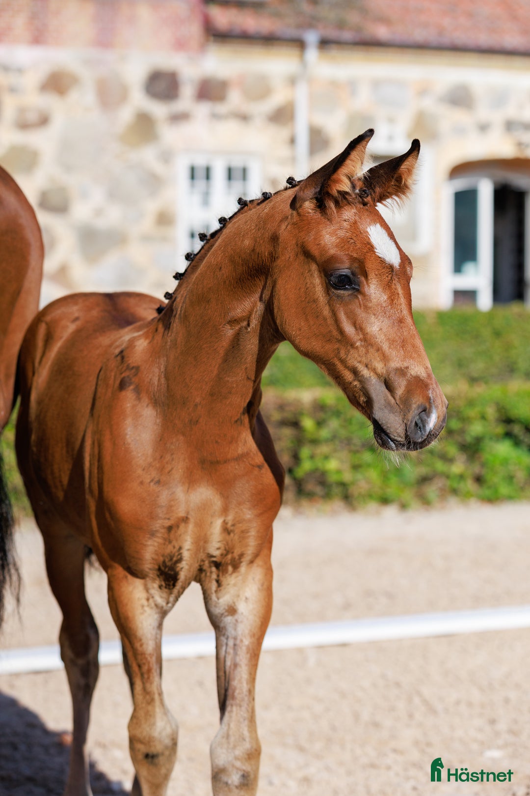 Hoppning hästar till salu: Otroligt hingstföl med starkt möderne  - Annons 1
