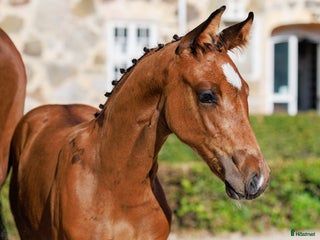 Hoppning hästar till salu: Otroligt hingstföl med starkt möderne - Annons 1