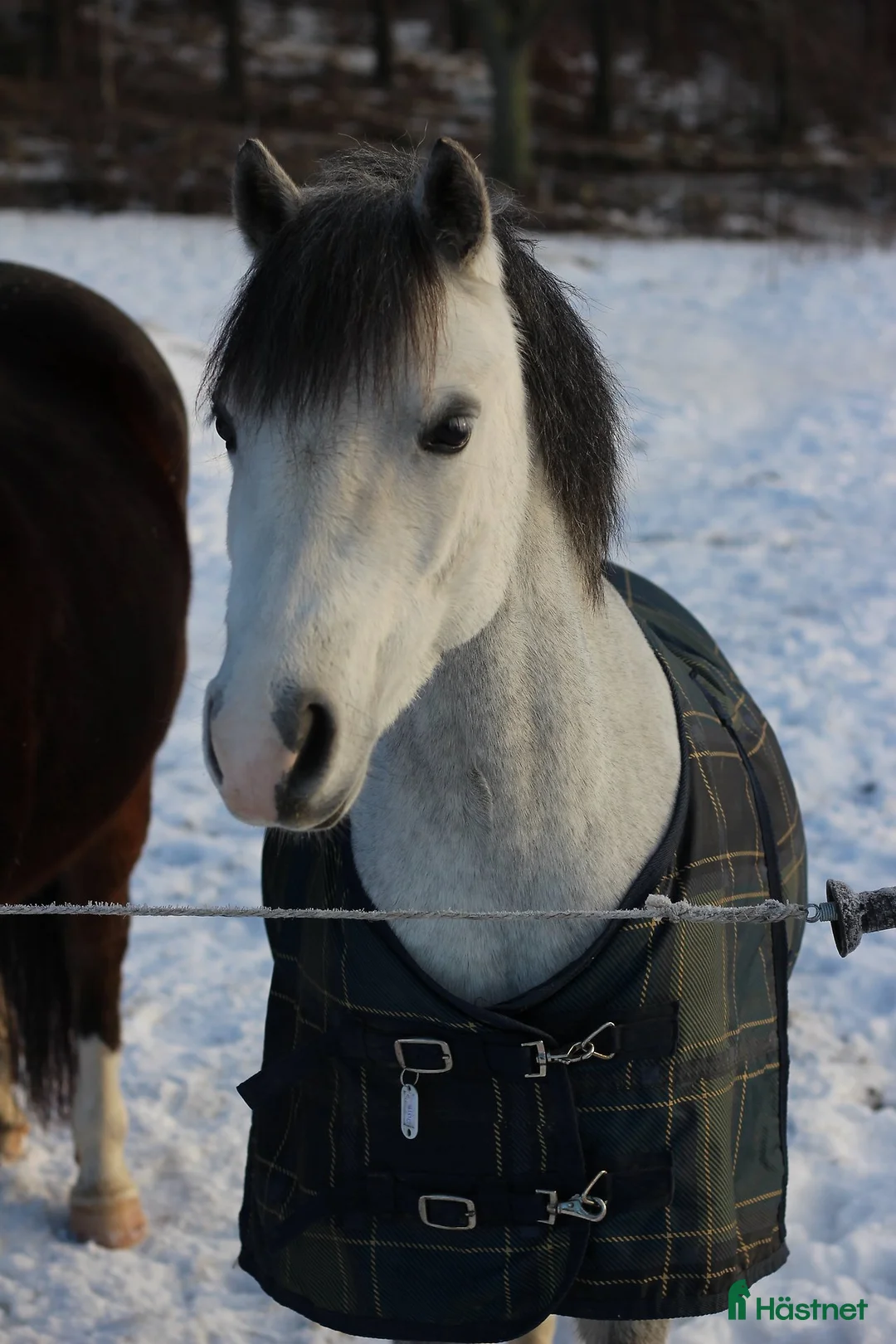 Allround hästar till salu: Söt ponny med potential - Annons 2
