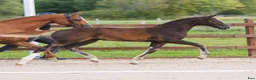 Hoppning hästar till salu: Toppstammad hingst föl syskon i svår klass  - Annons 3