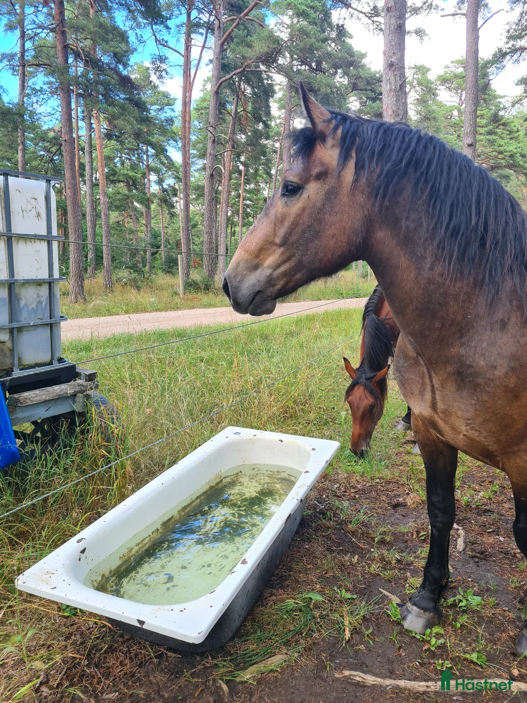 Working Equitation hästar till salu: PRE korsning Framtida bästa vännen. - Annons 6