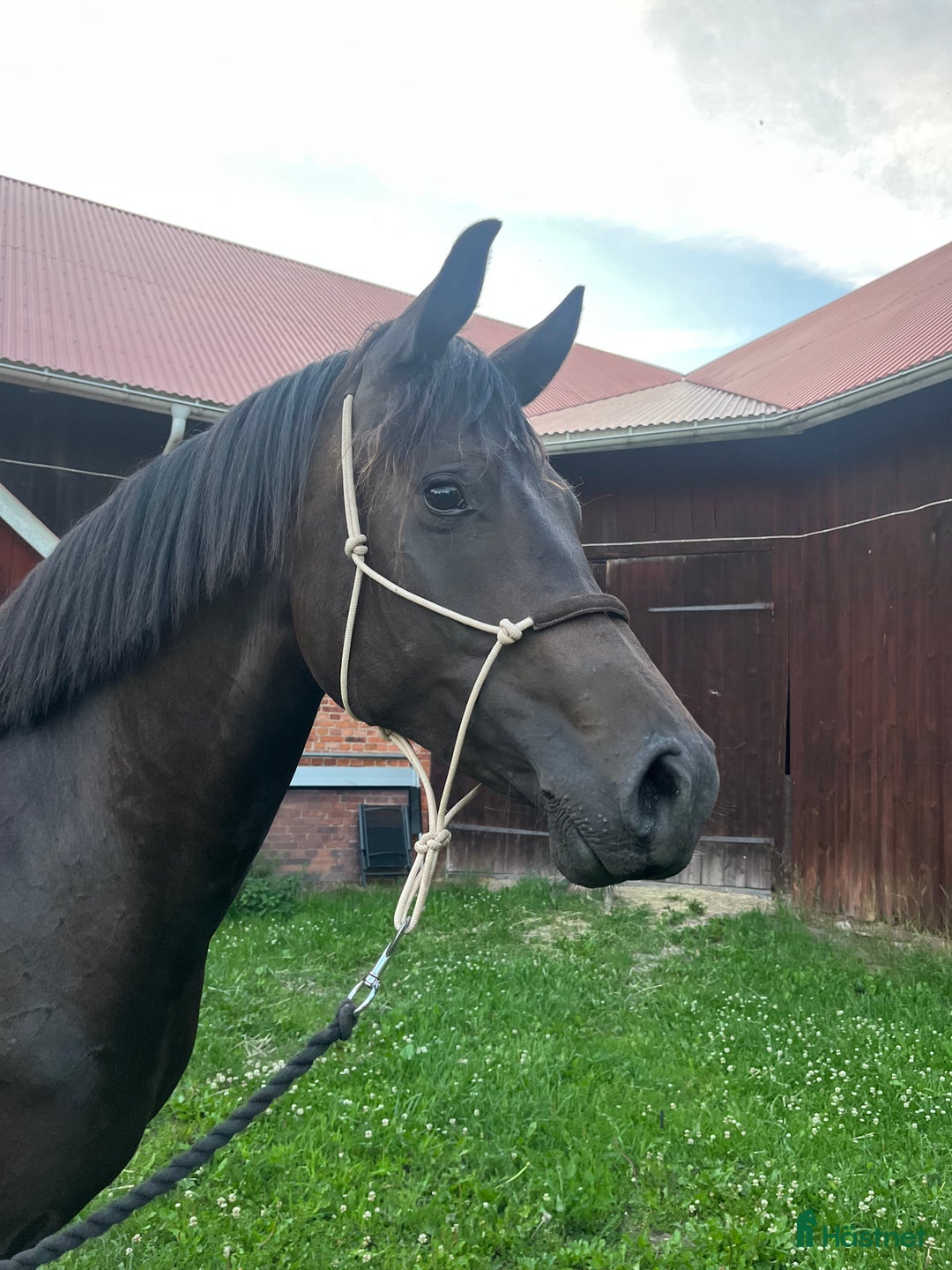 Hoppning hästar till salu: Sto -23 Kanon temperament! i Väring - Annons 2