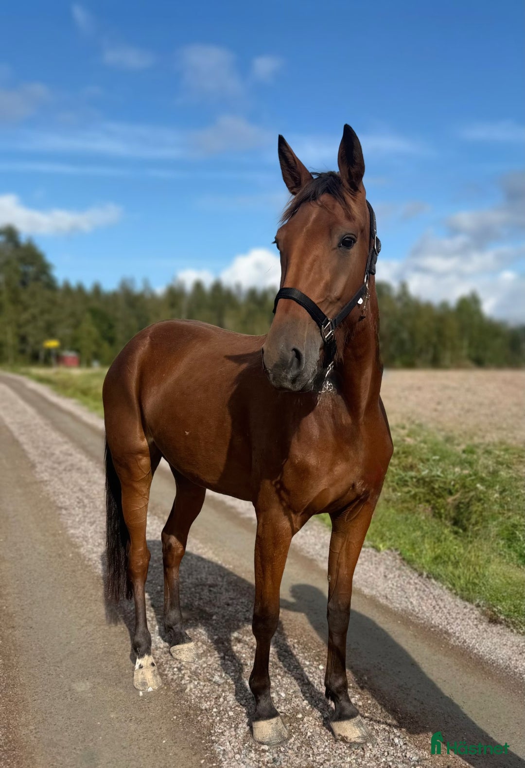 Allround hästar till salu: Varmblod till ridning - O.F Holy Night i Långshyttan - Annons 1