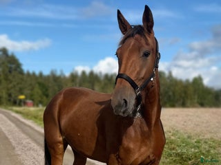 hästar Varmblod till ridning - O.F Holy Night i Långshyttan - Annons 1