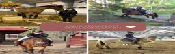  stallplats finnes: Stallplats i Skövde - Annons 1