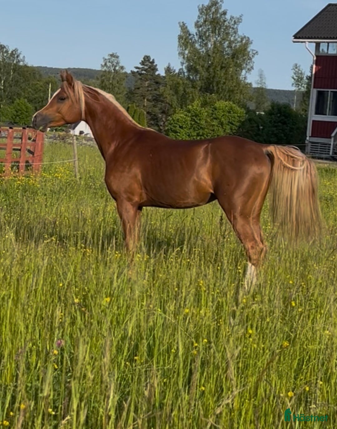 Allround hästar till salu: Söker samarbete till Arabhingst i Skillingsfors - Annons 6