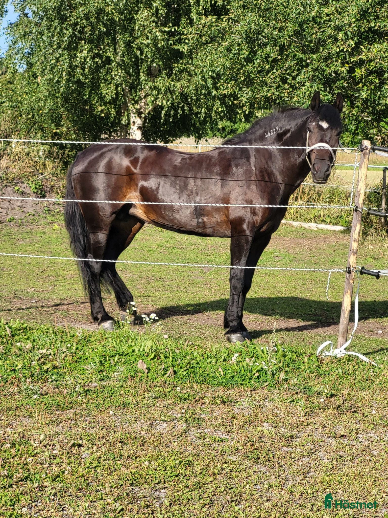  hästar Sällskapshäst säljes. - Annons 9