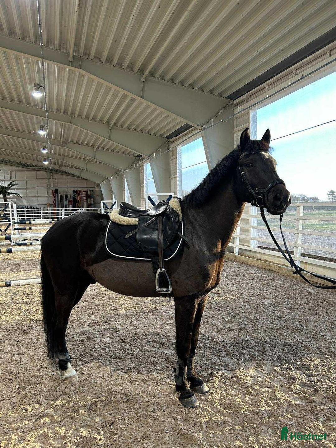Allround hästar till salu: Lättlärd ponny med kapacitet i Halmstad - Annons 1
