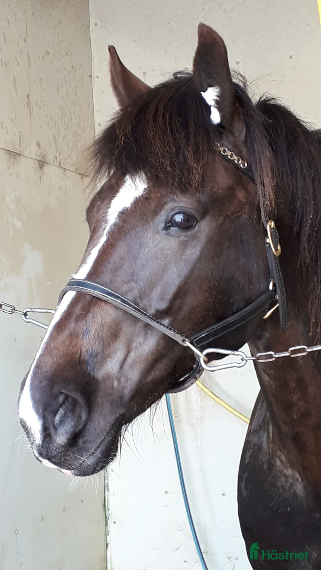 Allround hästar till salu: Lella söker nya äventyr som skogsmulle//Avel  i Säffle - Annons 4