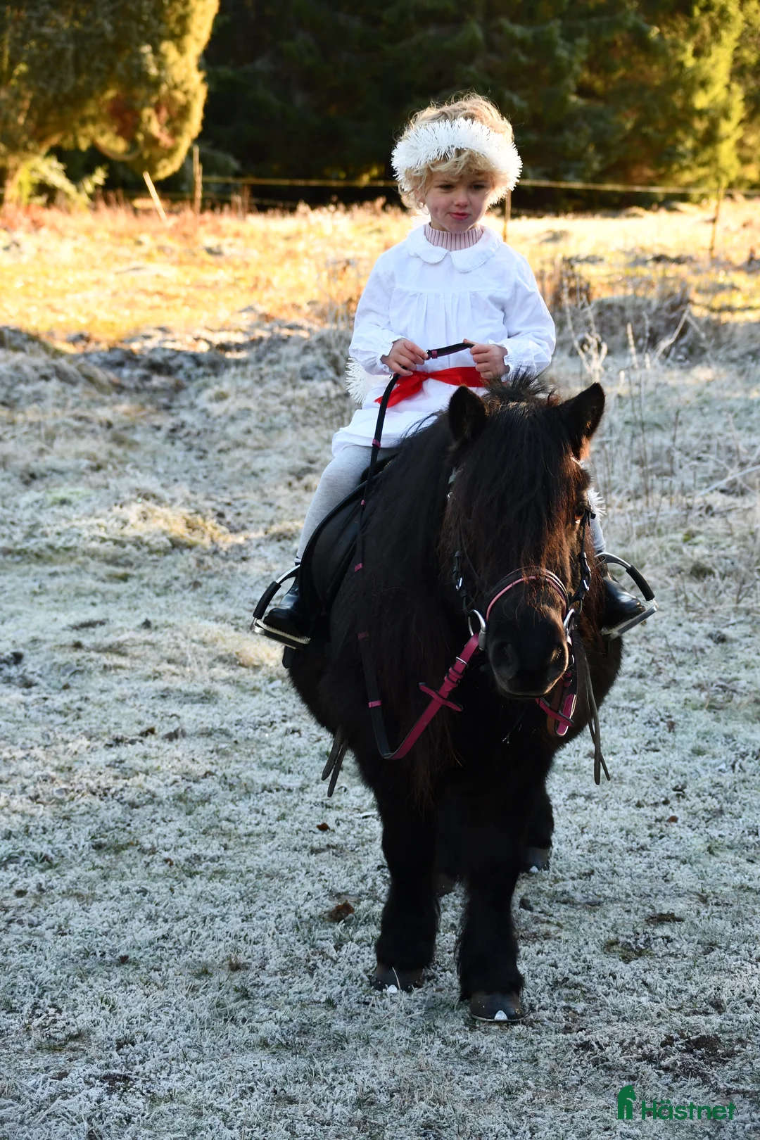  foderhäst finnes: Shetlandsponny till satsande ryttare i Växjö - Annons 4