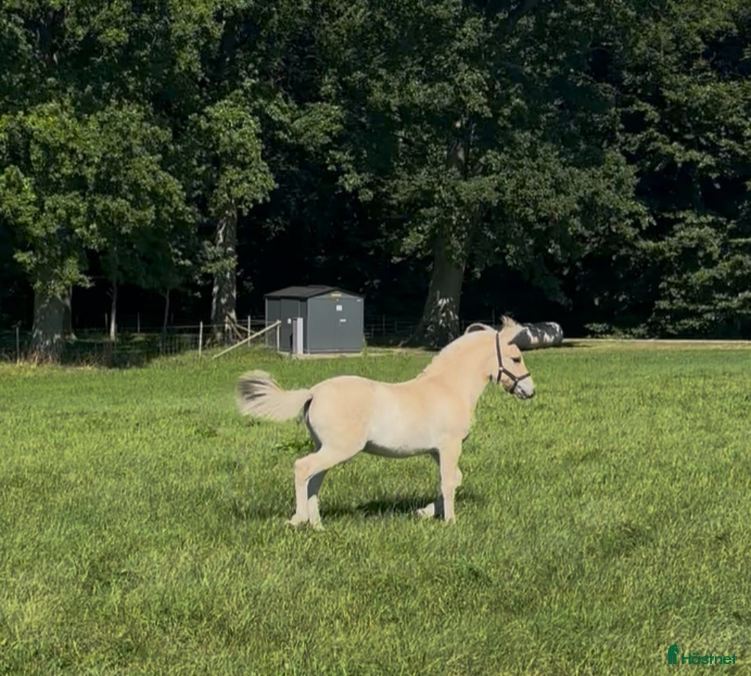 Allround hästar till salu: Stoföl med fin stam i Klippan - Annons 1