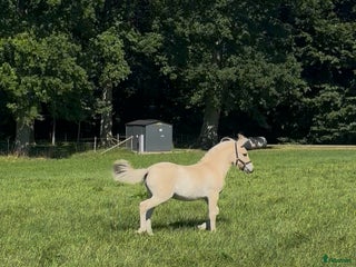 Allround hästar till salu: Stoföl med fin stam i Klippan - Annons 1