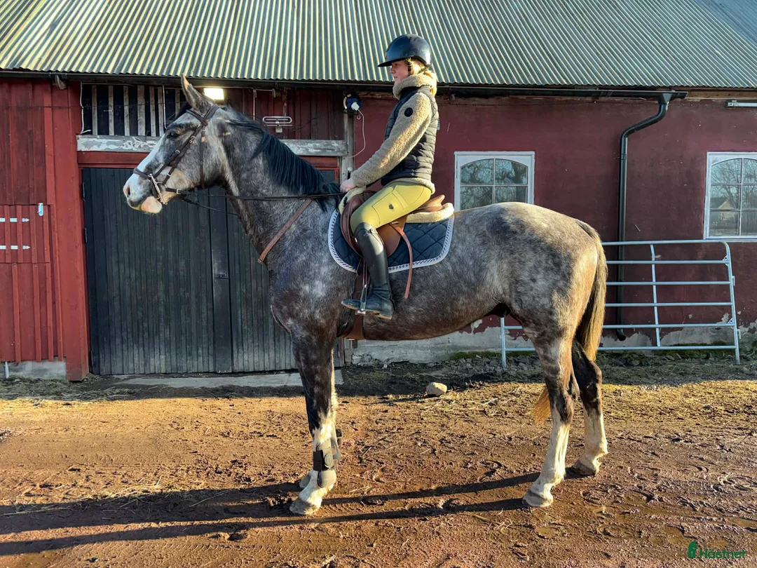 Hoppning hästar till salu: karismatisk unghäst med utvecklingspotential  - Annons 1