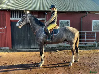 hästar karismatisk unghäst med utvecklingspotential - Annons 17