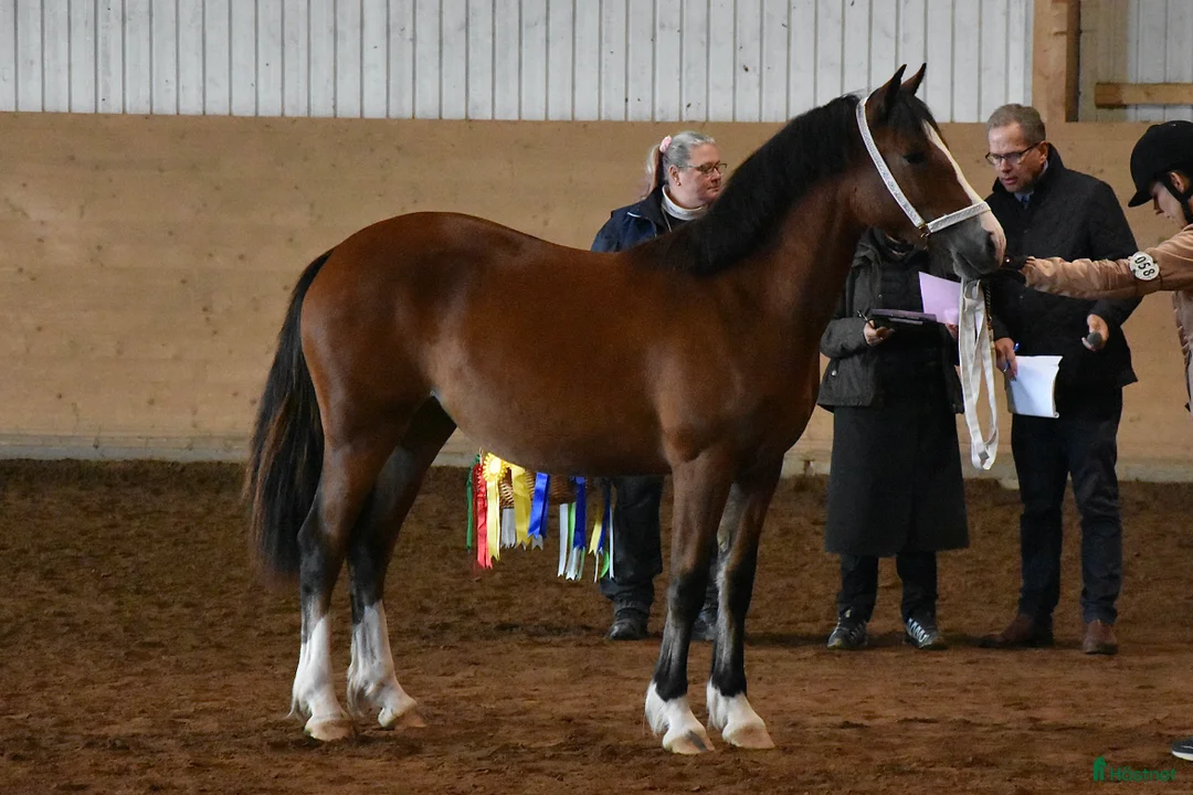 Allround hästar till salu: Femårigt welsh cob sto med framtiden för sig i Partille - Annons 7