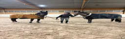 Hoppning hästar sökes: Söker tävlingshäst🌸 i Eskilstuna - Annons 4