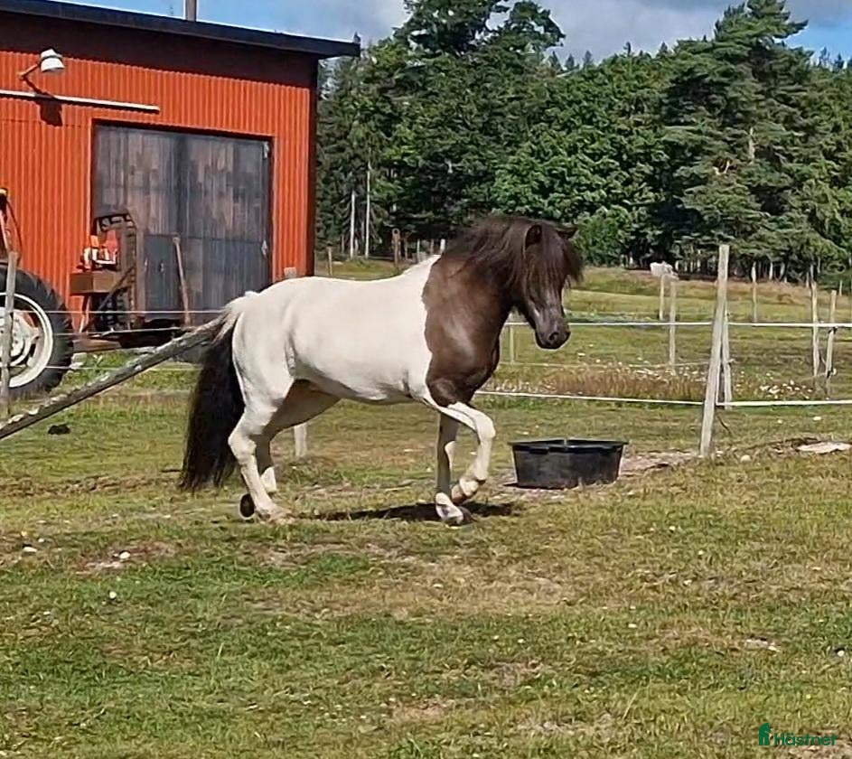  hästar Vackert sto - Annons 1