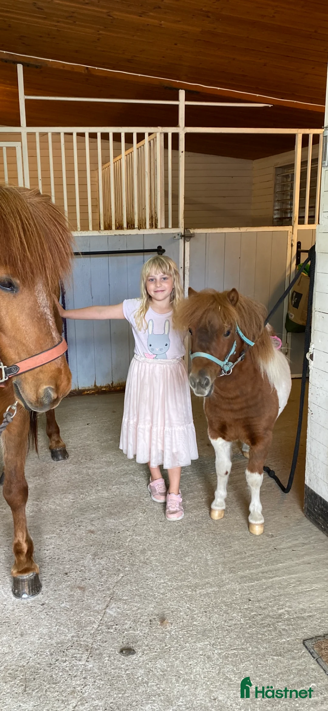 Allround hästar till salu: Söta Plutten!  Liten Shetlandsvalack 3 år i Romelanda - Annons 4