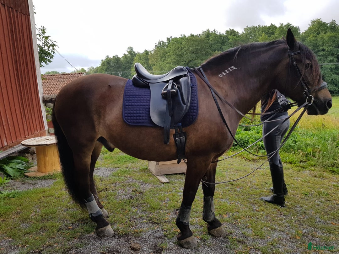 Sadlar hästutrustning till salu: Morris & Nolan Dressyrsadel i Veddige - Annons 10