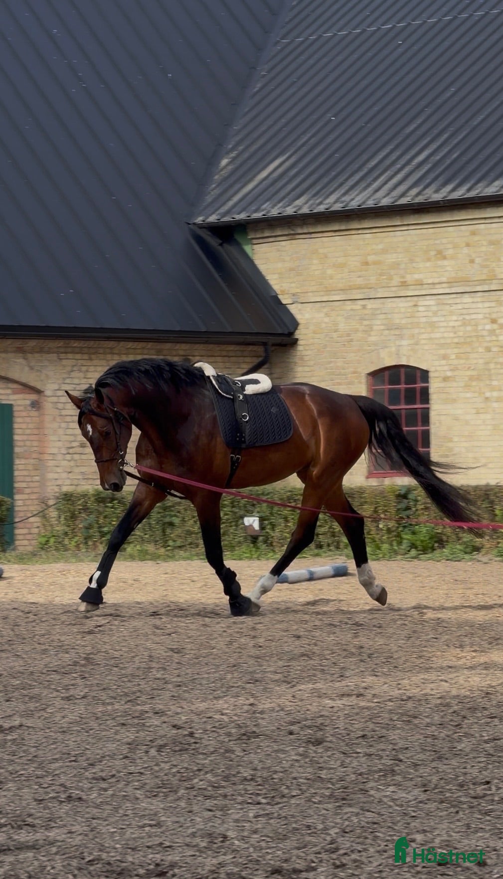  hästar SWB-valack 7 år, 178 cm - Annons 2