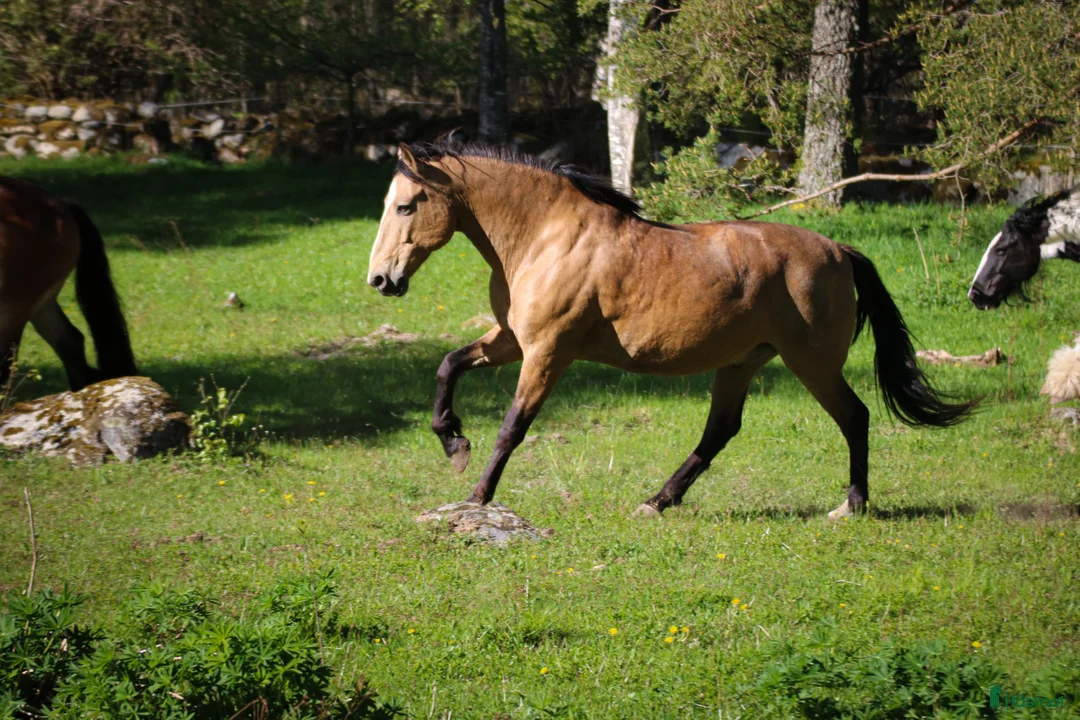 Övrigt hästar sökes: Foderhäst (valack) för senare köp i Urshult - Annons 2