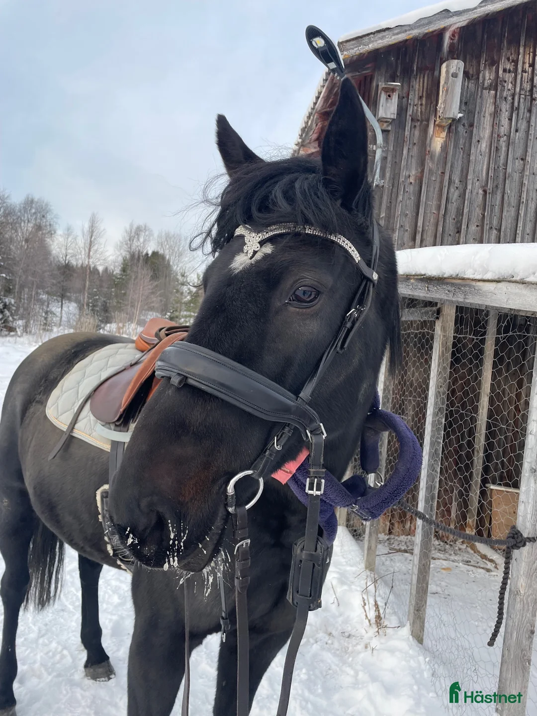 Allround hästar till salu: Nonni varmblod i Häggenås - Annons 2