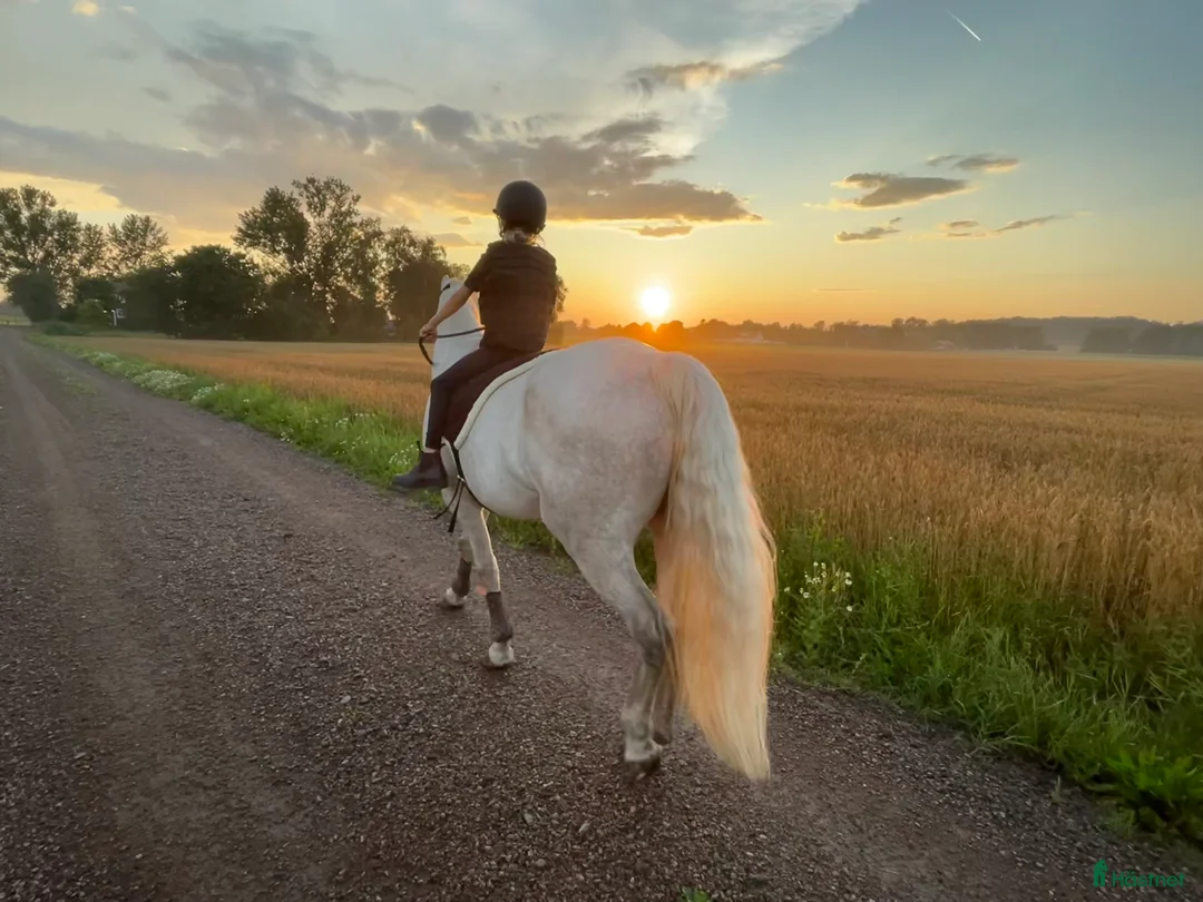 Hoppning hästar till salu: Snäll maxad D-ponny med kapacitet 🦄 - Annons 8