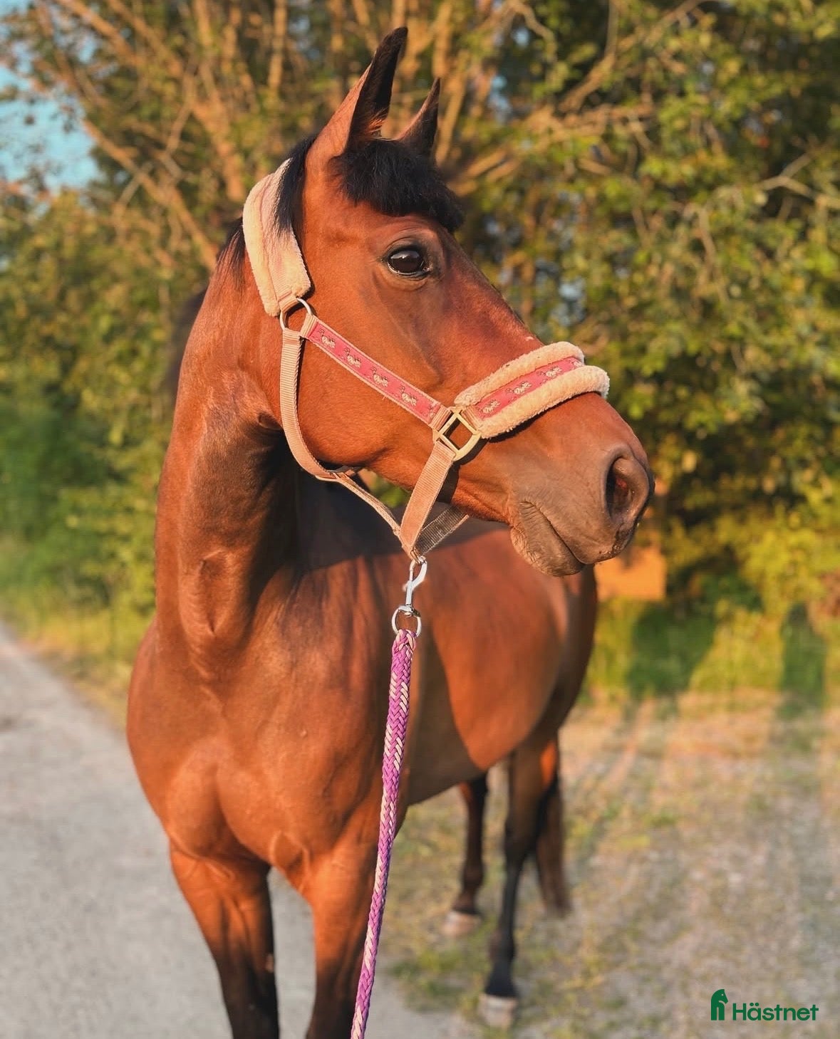  hästar Bedårande ridtravare i Bro - Annons 9